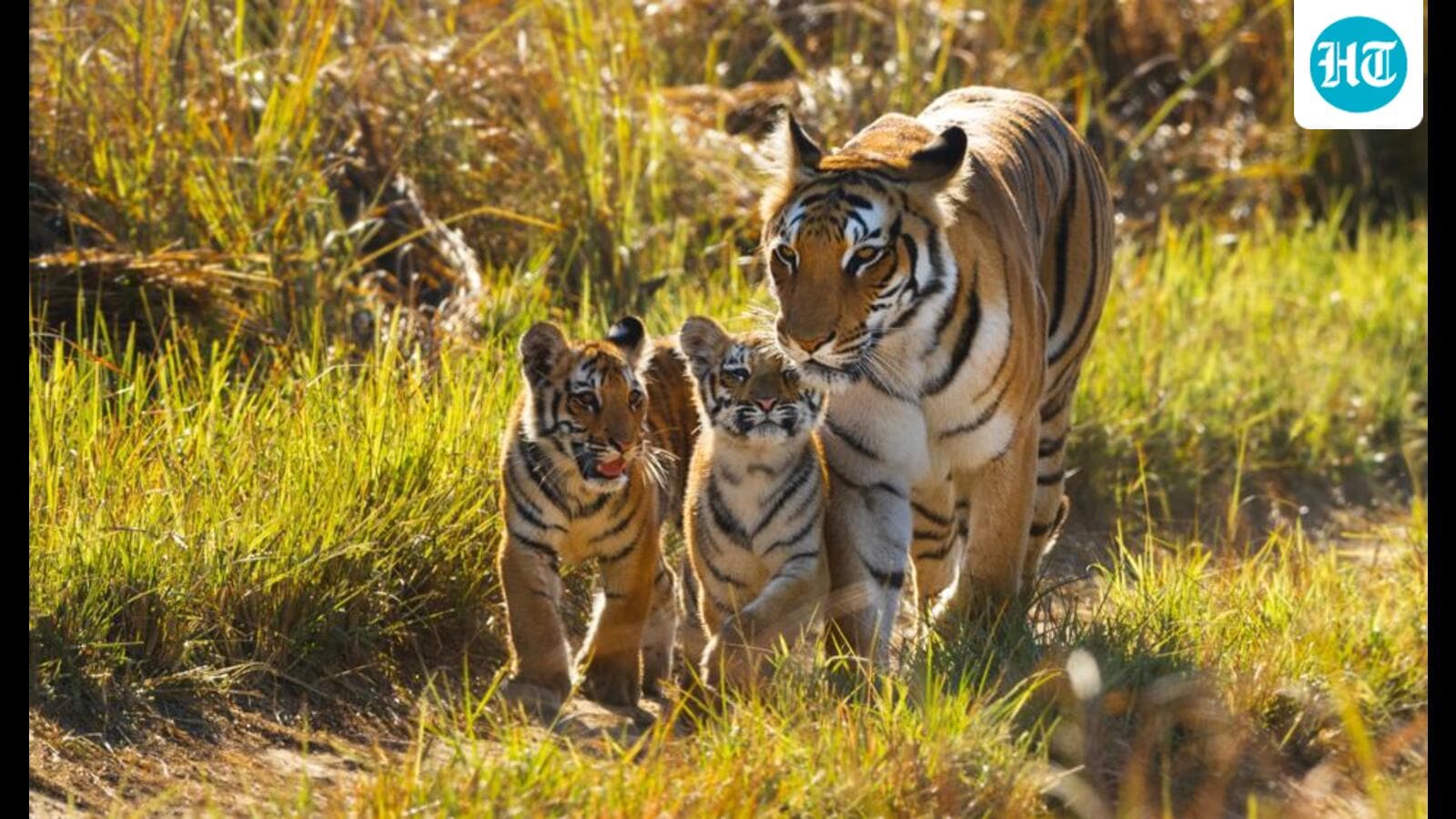 A notable success in the realm of conservation has 1759852678142 EGScXw