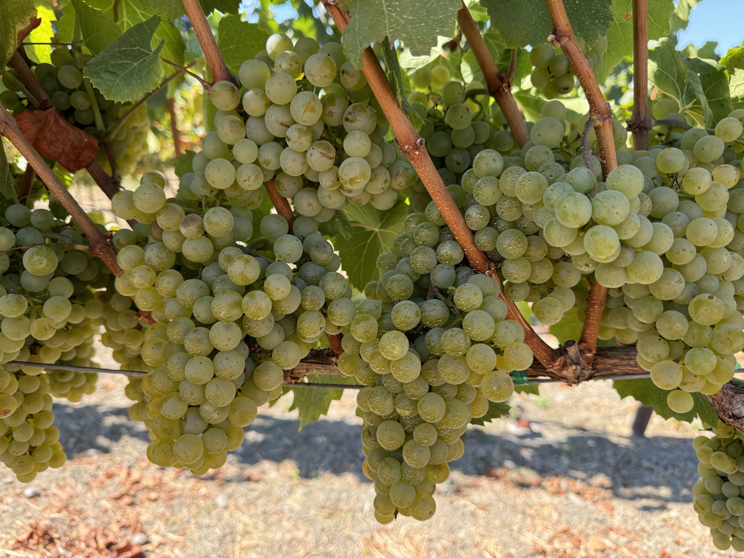 BCN 20240810 CHARDONNAYGRAPES 01 scaled Ul7Cwz