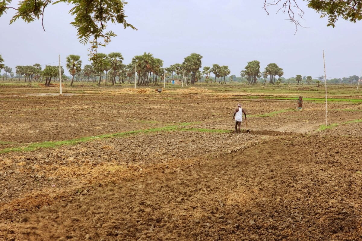 Climate experts warn that the heatwave could affect the countrys agricultural production. Photo by Zoya Hussain Mongabay India 1200x800 kCvnZl