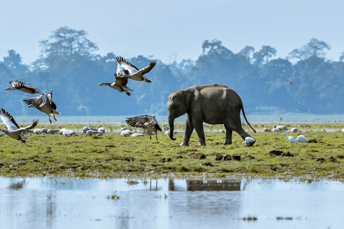 F 1 Elephant Calf and Bar Headed Geese Kaziranga National Park Assam 1200x800 DcWeoe