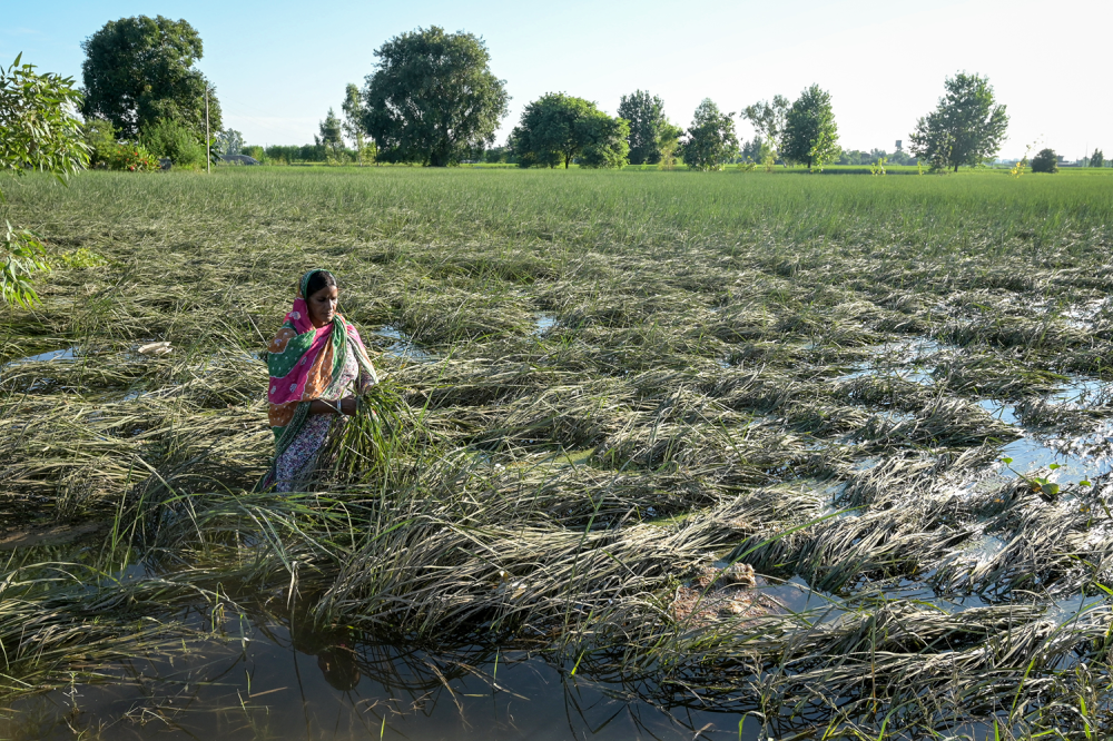 INDIA FARMERS CLIMATE GettyImages 2233175631 qQ9p32