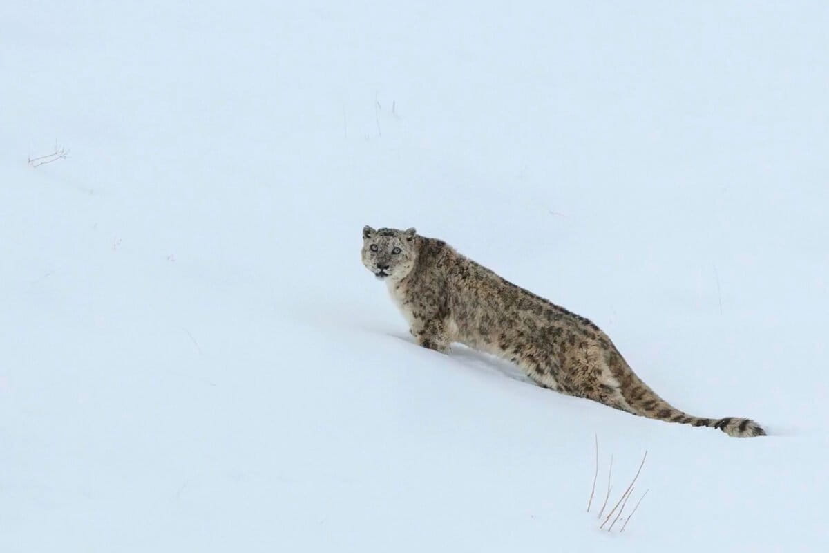 Snow Leopards Ghost of the Mountains for Ministry of Tourism MOT India 6 1200x800 o52VQZ