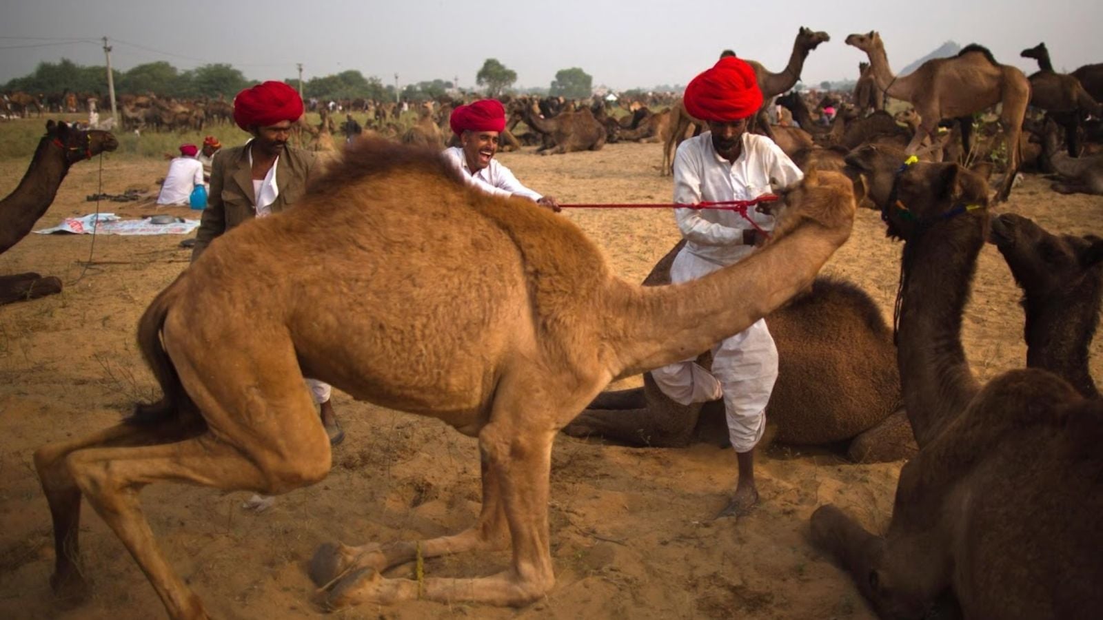 camel 8TdyGs