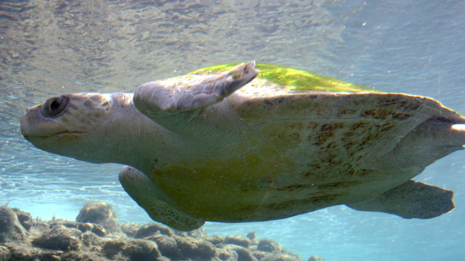 olive ridley BSq7gs