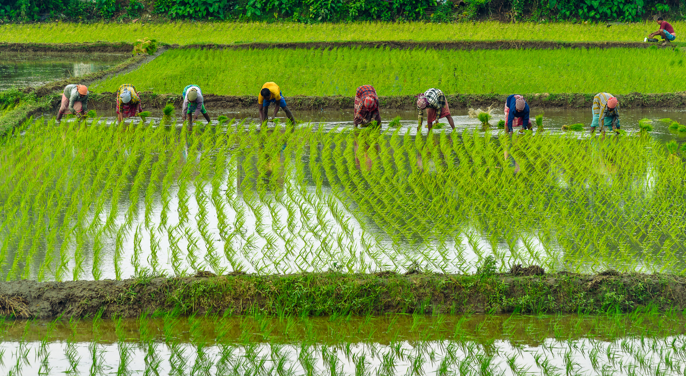 rice farming India iStock AROYBARMAN TO7zrt