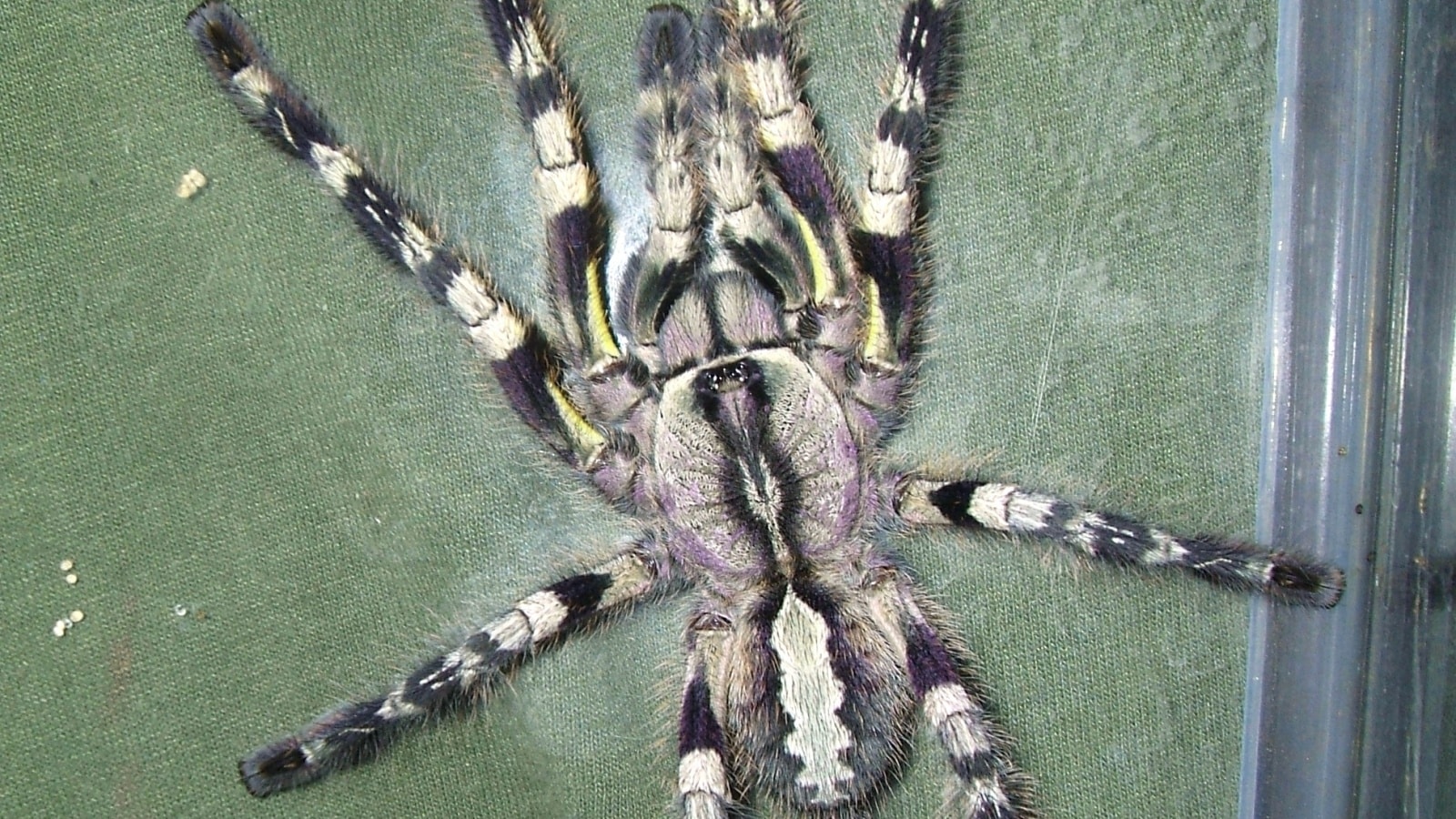 spider cuqvtq