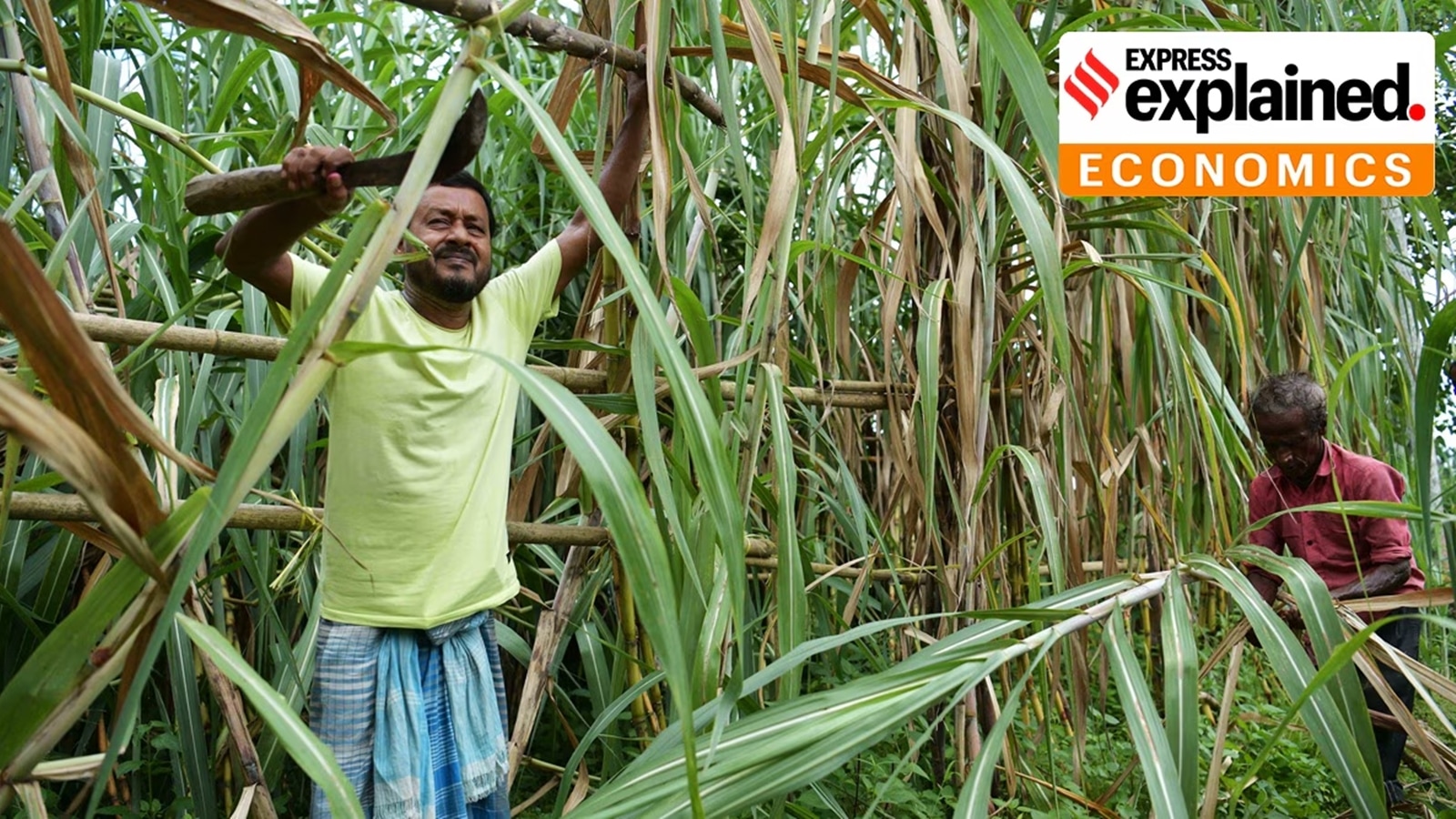sugarcane X1qyeR